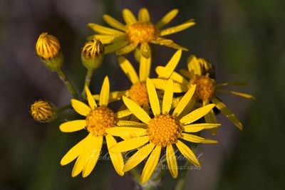 Eaastern Groundsel 25.jpg