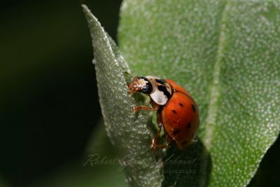 Asian Lady Beetle 25.jpg