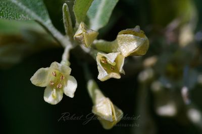 Autumn Olive blossoms 25.jpg