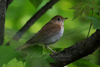 Veery on branch 25.jpg