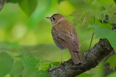 Veery on branch back 25.jpg