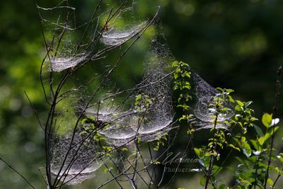 Bowl and Doily Spider webs 25.jpg