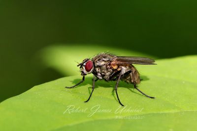 Cabbage Fly 25.jpg