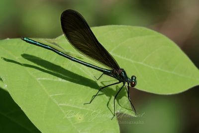 Ebony Jewelwing Damselfly 25.jpg