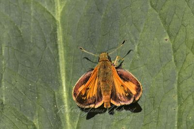 Hobomok Skipper on leaf 25.jpg