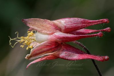 Wild Columbine blossom 25.jpg