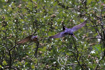 Barn Swallows in flight 25.jpg