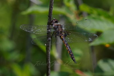 Common Baskettail Dragonfly on stick 25.jpg