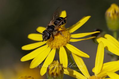 Furrow Bee on Ragwort 25.jpg