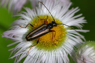 Longhorn Beetle on Fleabane 25.jpg