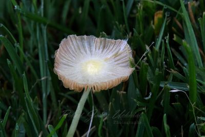 Pleated Inkcap 25.jpg