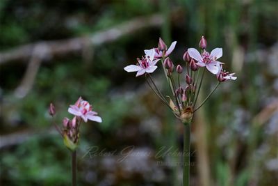 Flowering Rushes 25.jpg