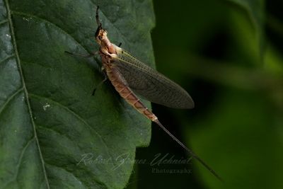 Mayfly 25.jpg
