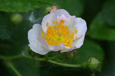 Multiflora Rose 25.jpg