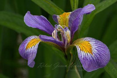Blue Iris 25.jpg