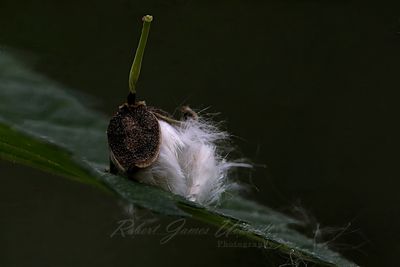 Cotton Wood Seed Pod on leaf 25.jpg