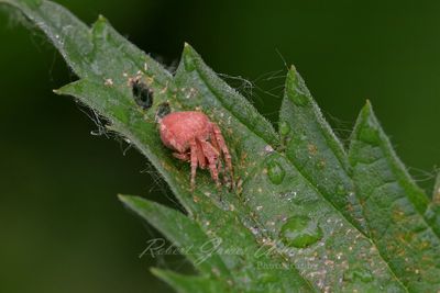 Hentz Orb Weaver 25.jpg