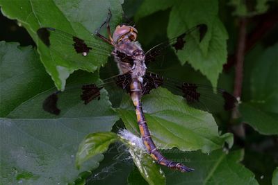 Prince Baskettail Dragonfly 25.jpg