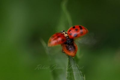 Asian Lady Beetle taking off 25.jpg