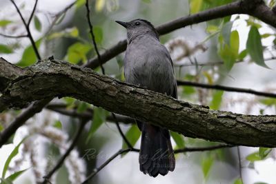 Gray Catbird on branch backlit 25.jpg