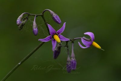 Bittersweet Nightshade 25.jpg