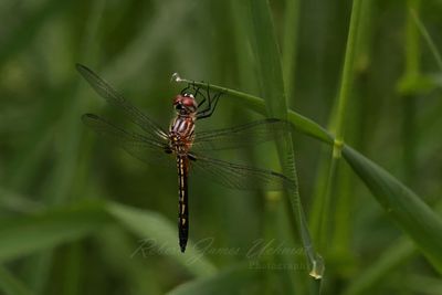 Blue Dasher on blade 25.jpg
