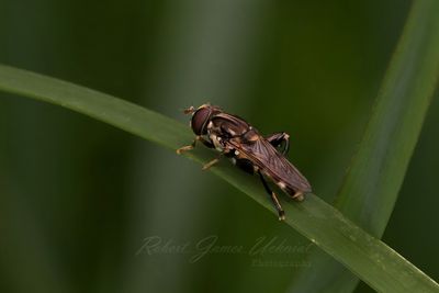 Dusky Banded Leafwalker 25.jpg