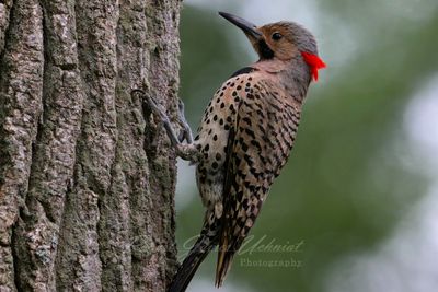 Northern Flicker on bark25.jpg