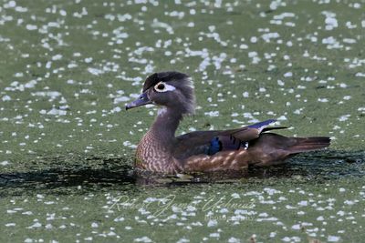 Wood Duck female in pond 25.jpg