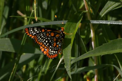 Baltimore Checkerspot on leaf 25.jpg