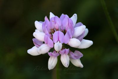 Crown Vetch blossom 25.jpg