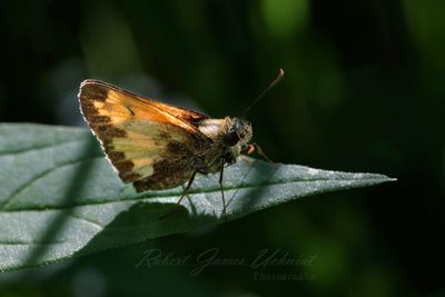 Hobomok Skipper on leaf backlit 25.jpg