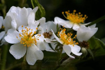 Multiflora Rose bunch 25.jpg
