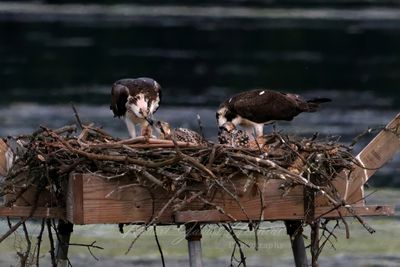 Osprey parents feeding young 25.jpg