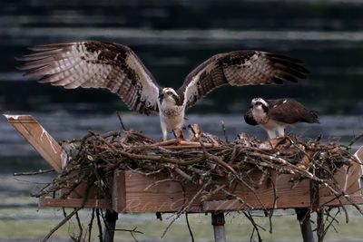 Osprey parents on alert 25.jpg