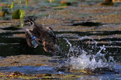 Wood Duck male taking flight 25.jpg