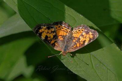 Pearl Cresent butterfly on leaf.jpg