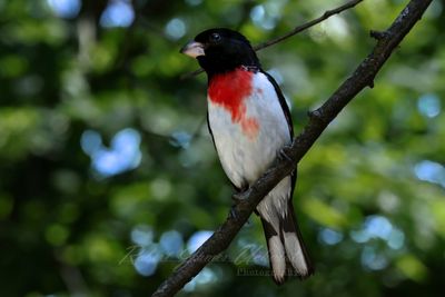 Rose Breasted Grosbeak on a branch 25.jpg