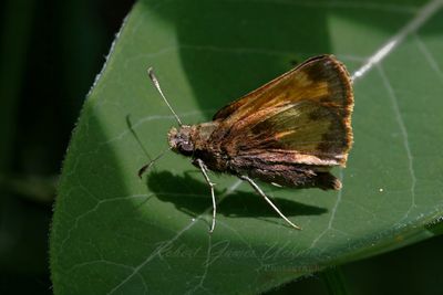 Hobomok Skipper on leaf 2 25.jpg