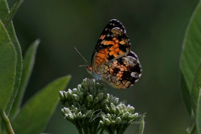 Pearl Cresent butterfly feeding 25.jpg