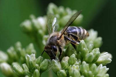 Western Honeybee feeding 25.jpg