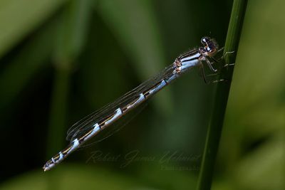 Familiar Bluet damselfly on stalk 25.jpg