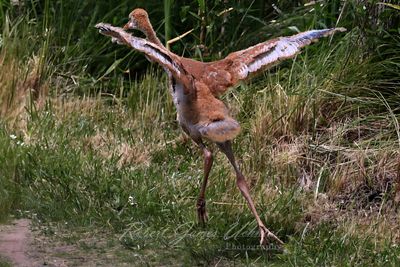 Sandhill Crane Colt trying to fly 25.jpg