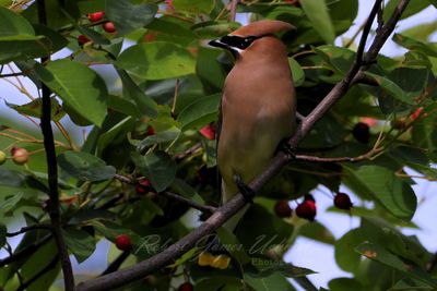 Cedar Waxwing front 25.jpg
