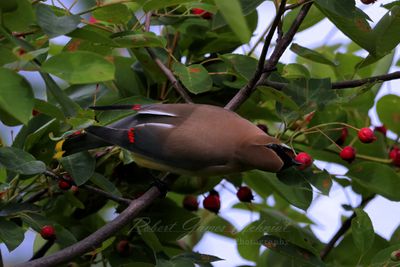 Cedar Waxwing grabbing berry 25.jpg