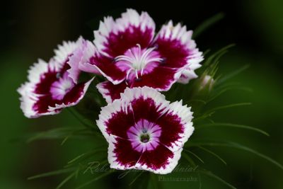 Sweet William blossoms 25.jpg