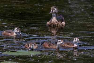 Wood Duck female and ducklings 25.jpg