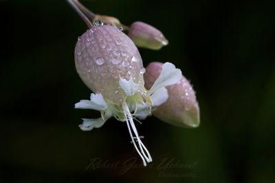 Bladder Campion blossom 25.jpg