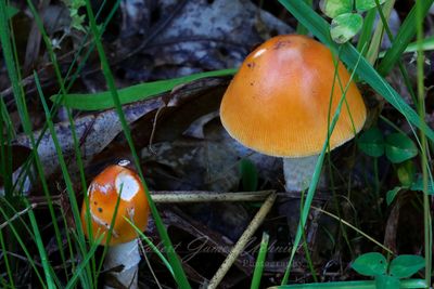 Orange Grisette Mushrooms 25.jpg