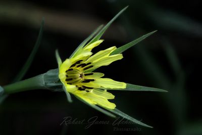 Yellow Salsify blossom 25.jpg